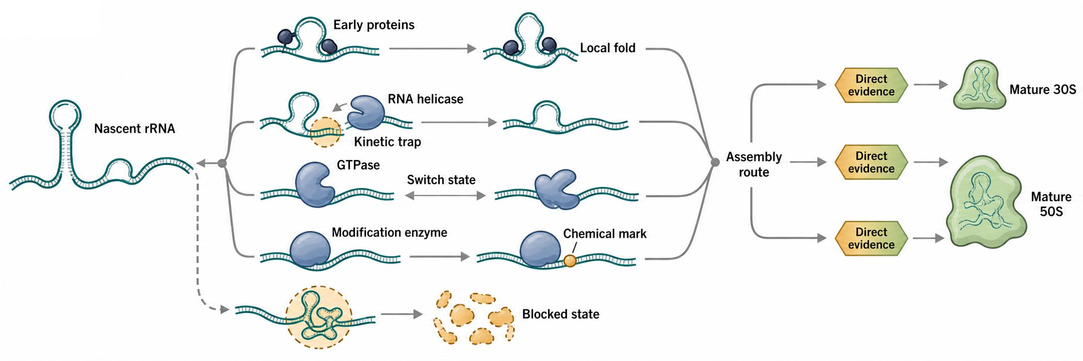 Figure 43.2. Bacterial Assembly Cofactor Logic