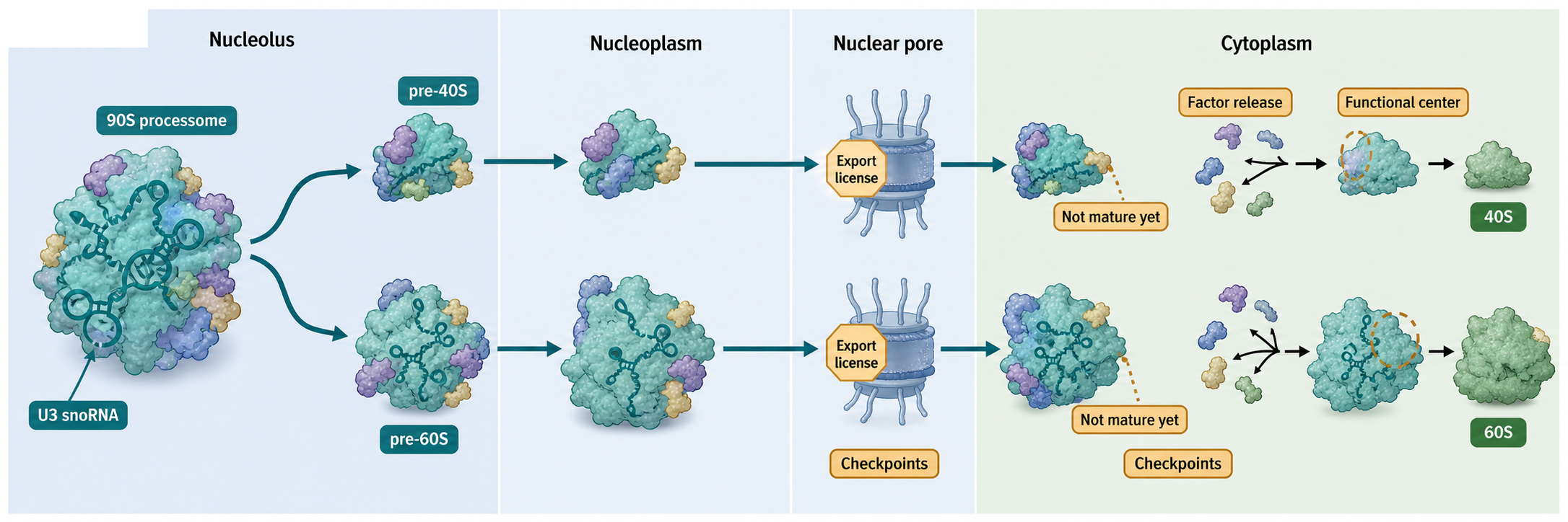 Figure 43.3. Eukaryotic Compartmental Assembly and Checkpoints
