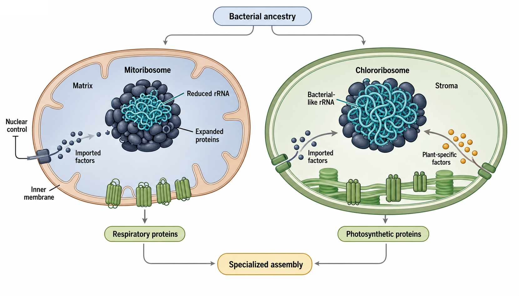 Figure 43.4. Organellar Ribosome Specialization