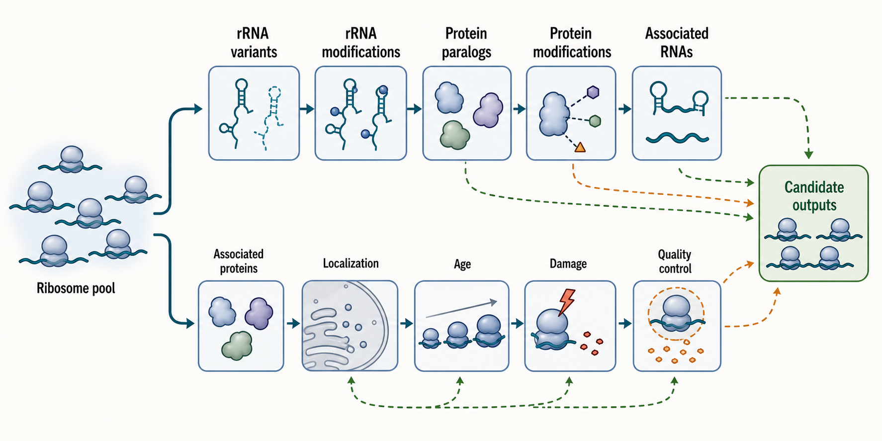 Figure 44.2. Routes to Ribosome Heterogeneity
