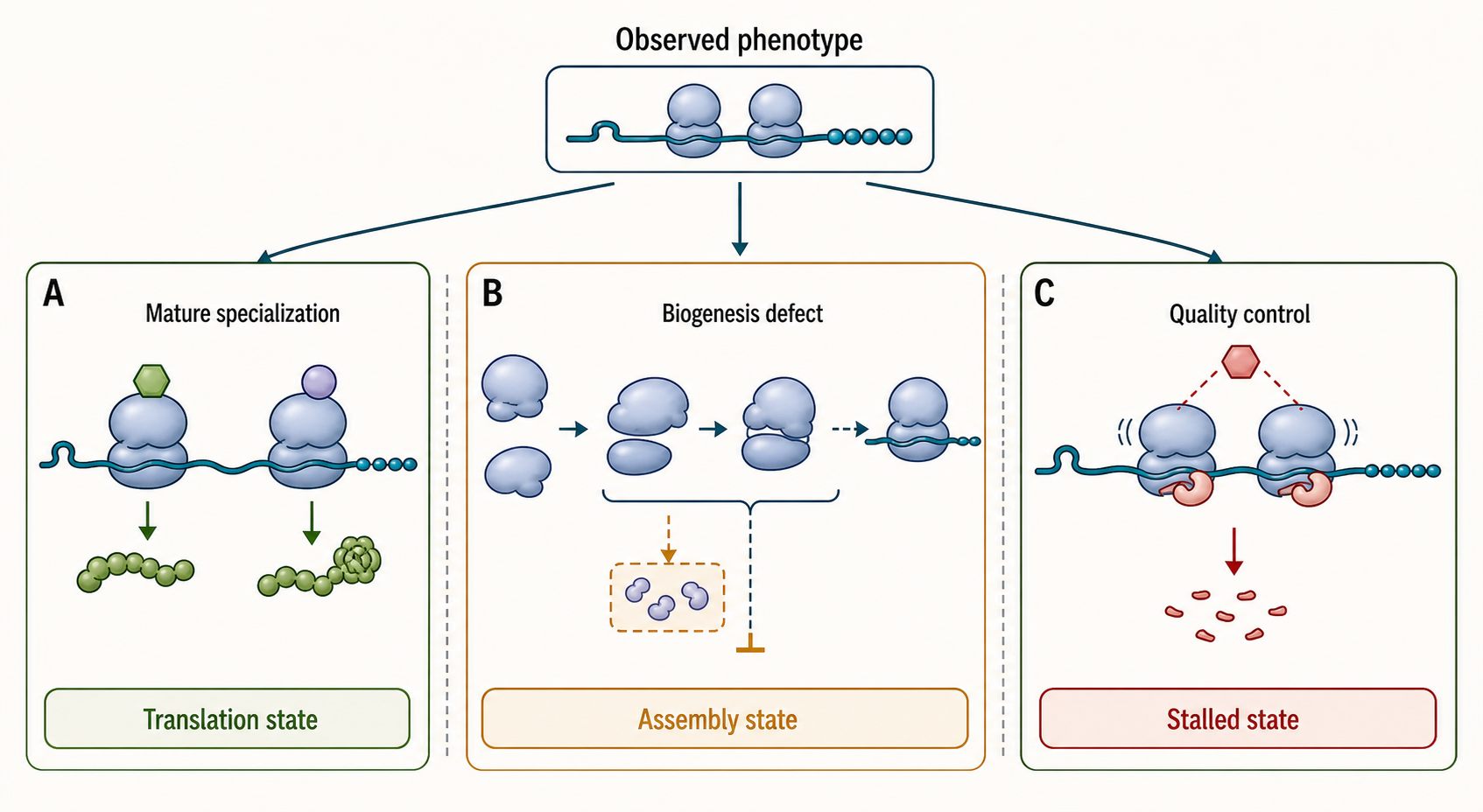 Figure 44.3. Three Interpretations of the Same Ribosome Phenotype