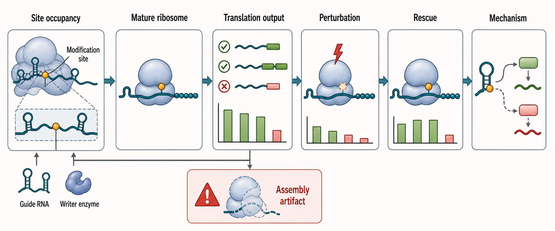 Figure 44.4. rRNA Modification Heterogeneity Workflow