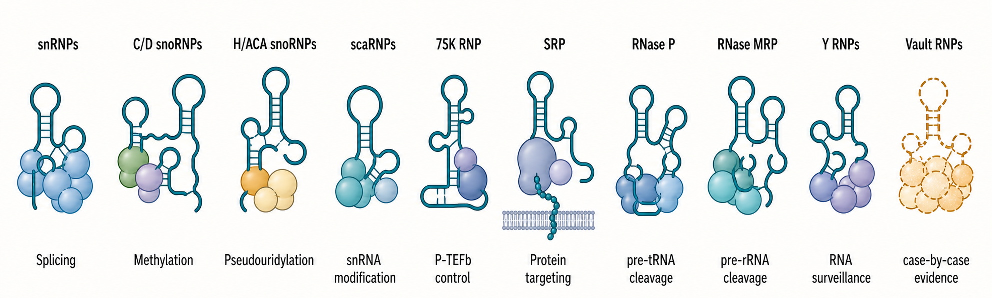 Figure 45.1. Modular architecture and assembly states of a canonical vertebrate Y RNA