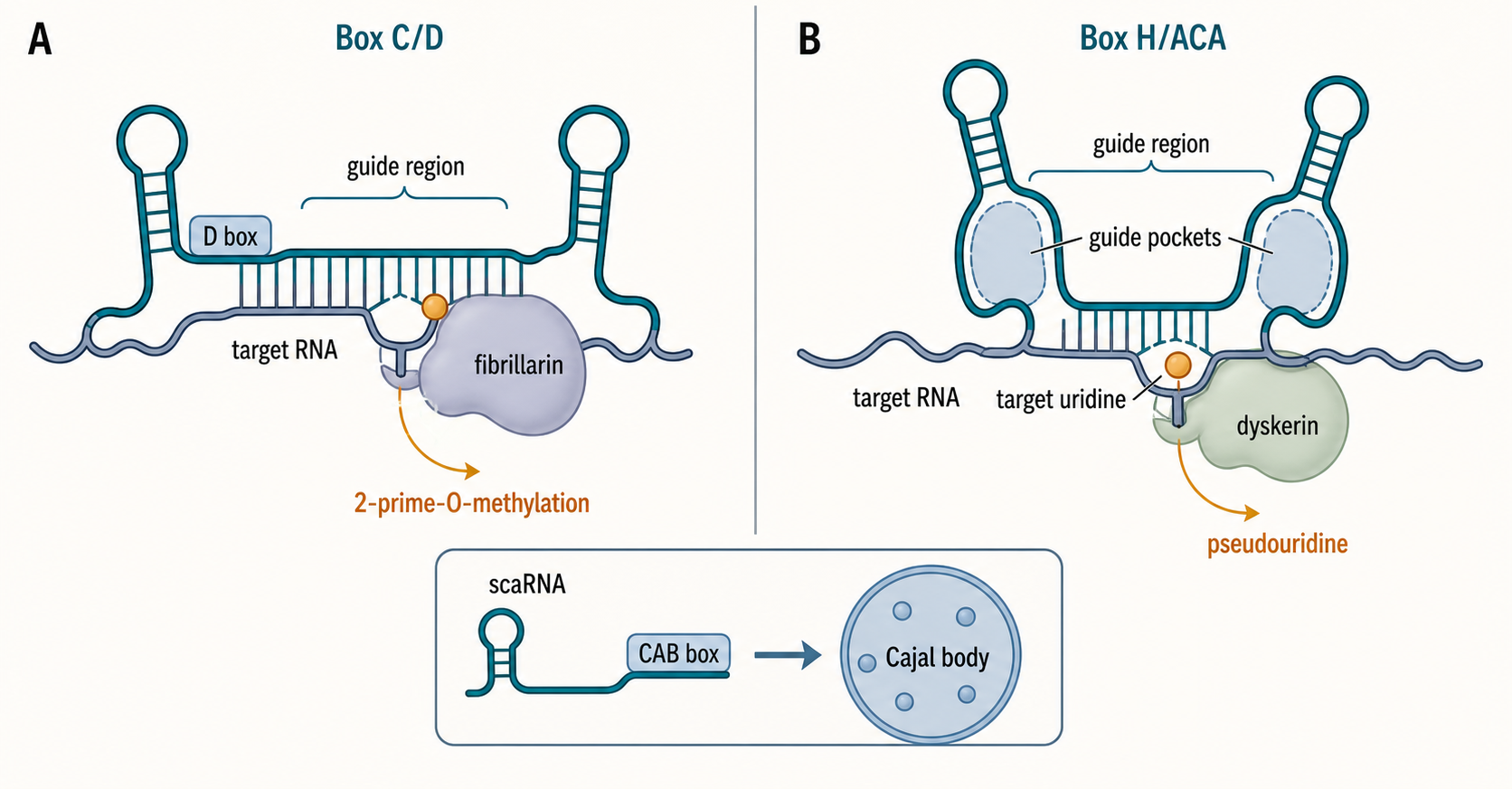 Figure 45.2. Functional branching of Y RNA across surveillance, replication, and immune presentation