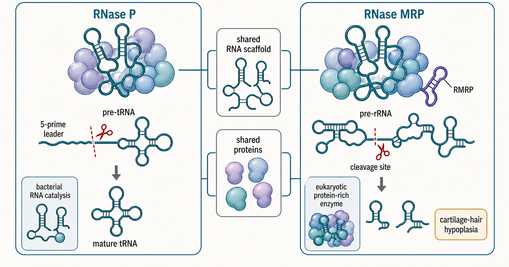 Figure 45.4. Parent–product logic for Y RNAs and vault RNAs