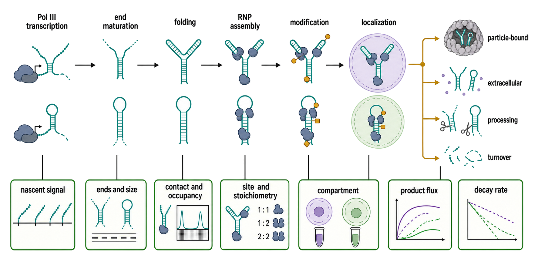 Figure 45.5. Lifecycle-resolved measurement of Y and vault RNAs