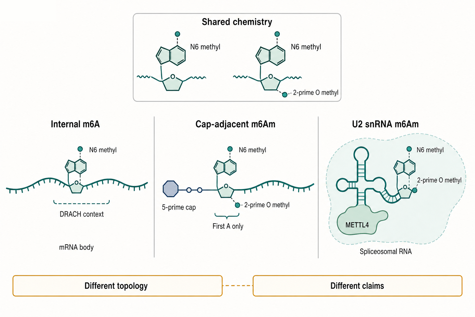 Figure 48.1. Chemistry and topology of m6A and m6Am
