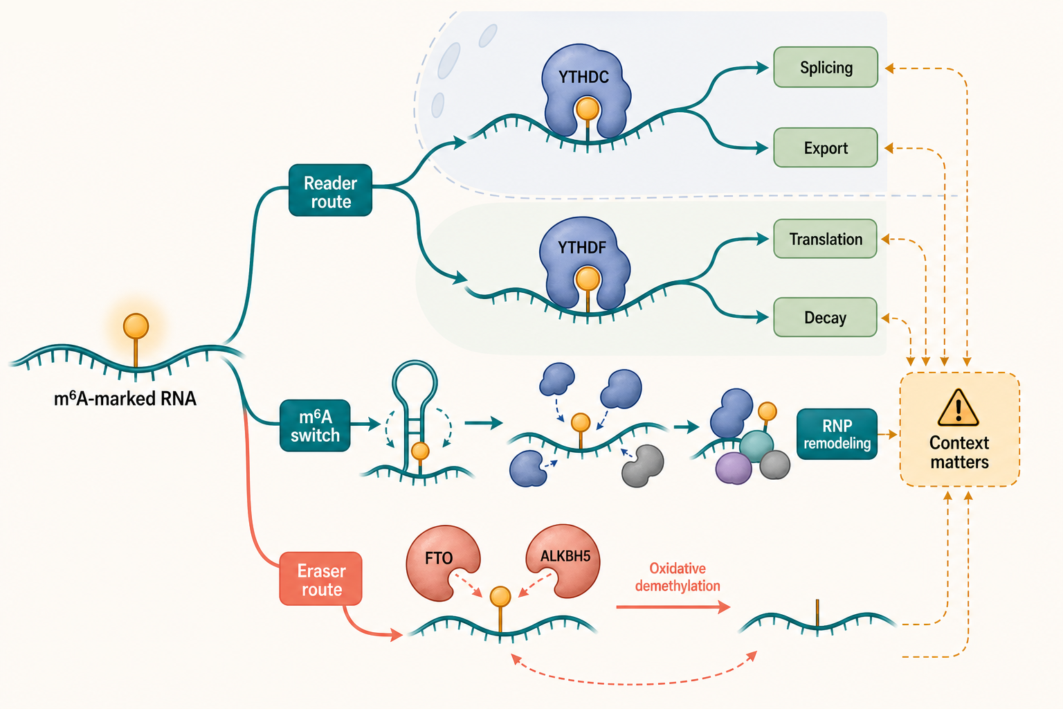 Figure 48.3. Reader, eraser, and effector routes