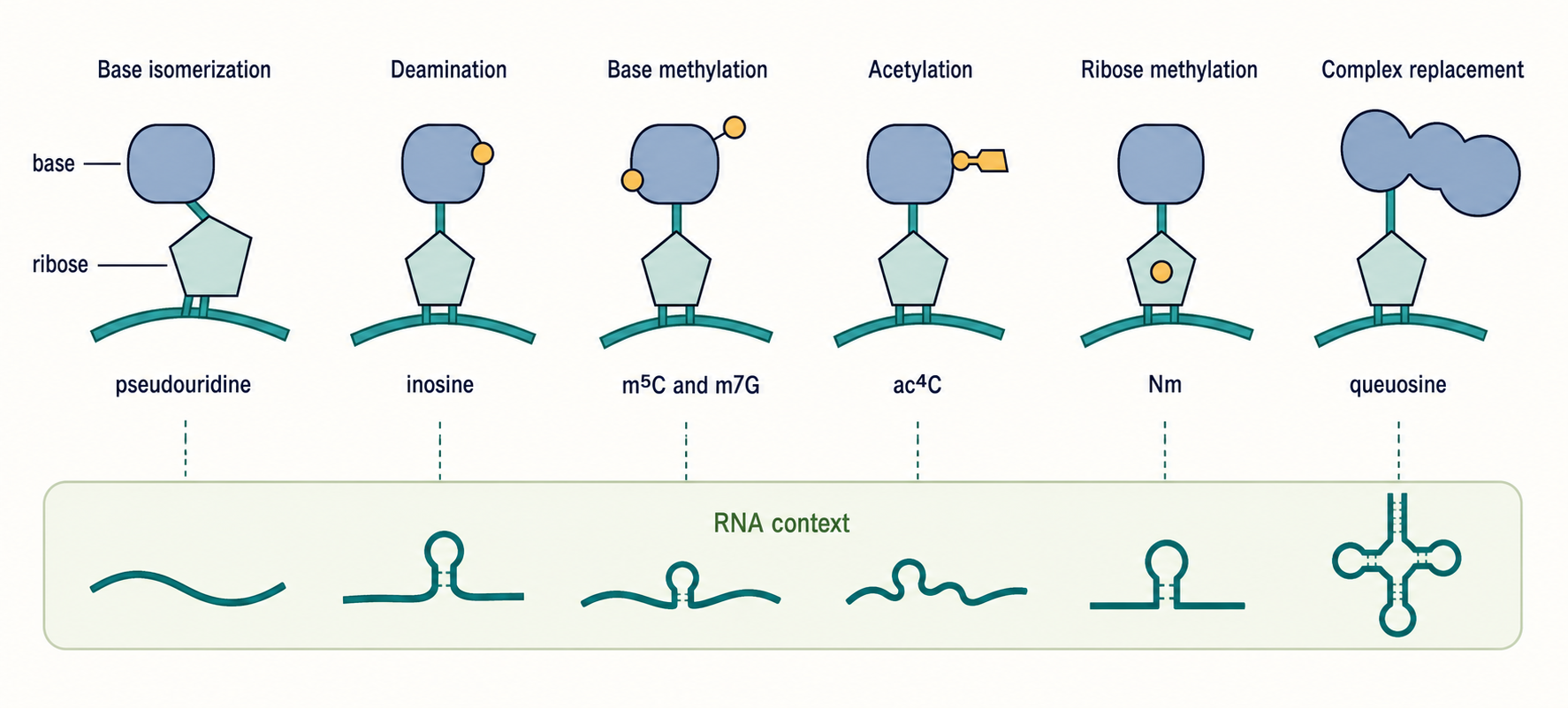 Figure 49.1. One Chemical Name, Different Biological Objects