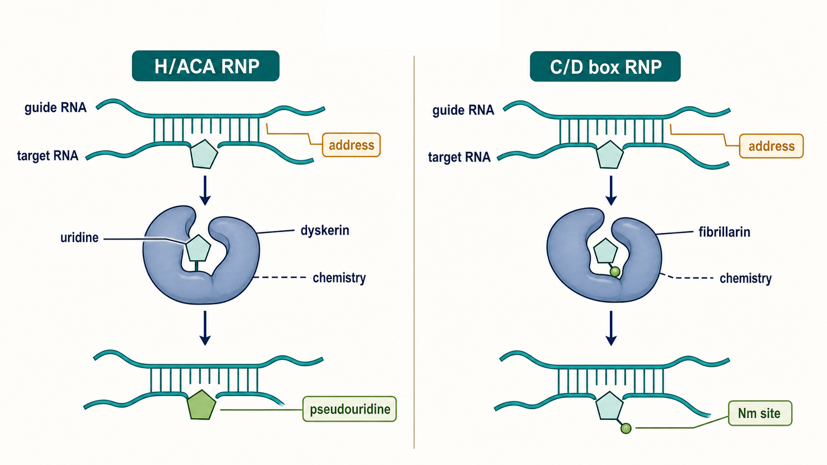 Figure 49.2. Guide-Directed Addressing in Stable-RNA Modification