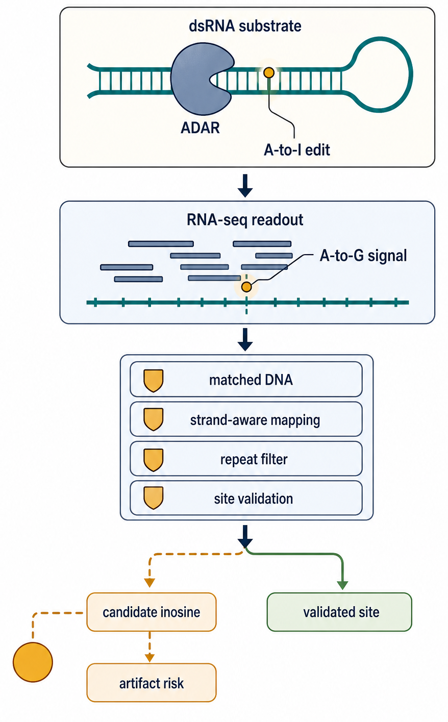 Figure 49.3. Inosine Changes Information at Several Readout Layers