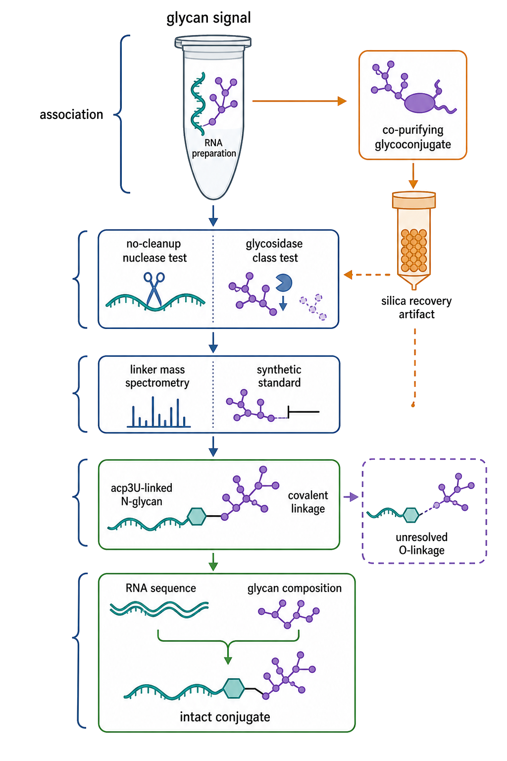 Figure 49.4. From Glycan Signal to a Chemically Defined GlycoRNA