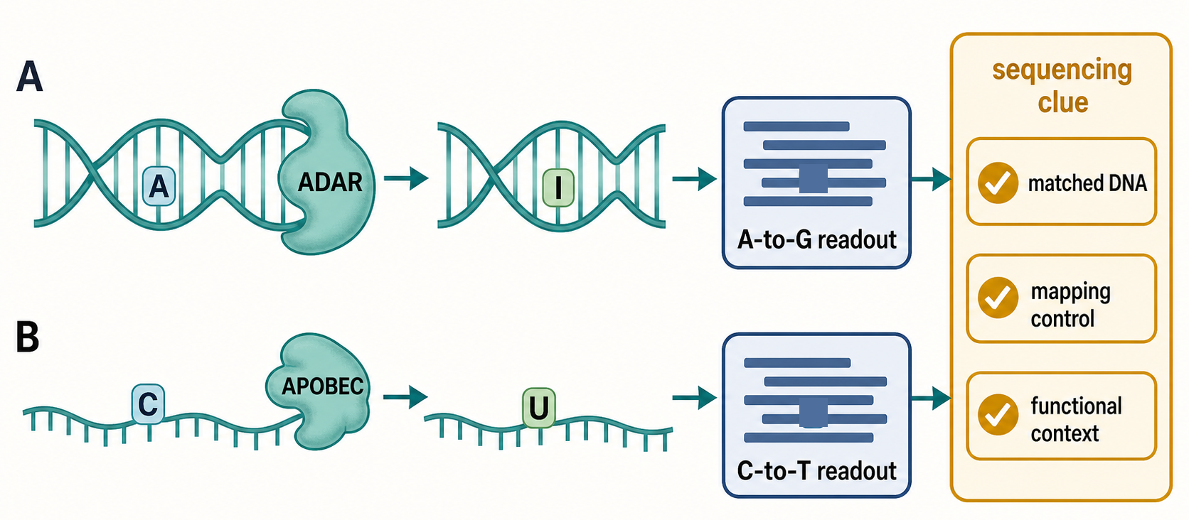 Figure 50.1. Deamination Chemistry and Sequencing Readouts