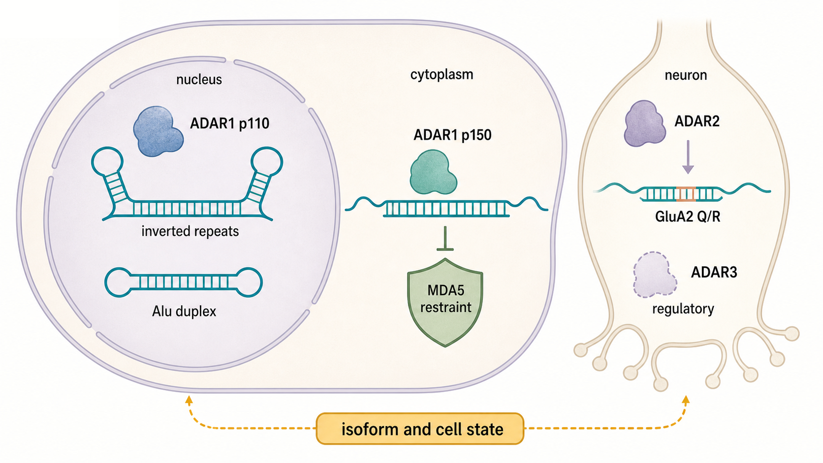 Figure 50.2. Endogenous ADAR Biology Across Compartments