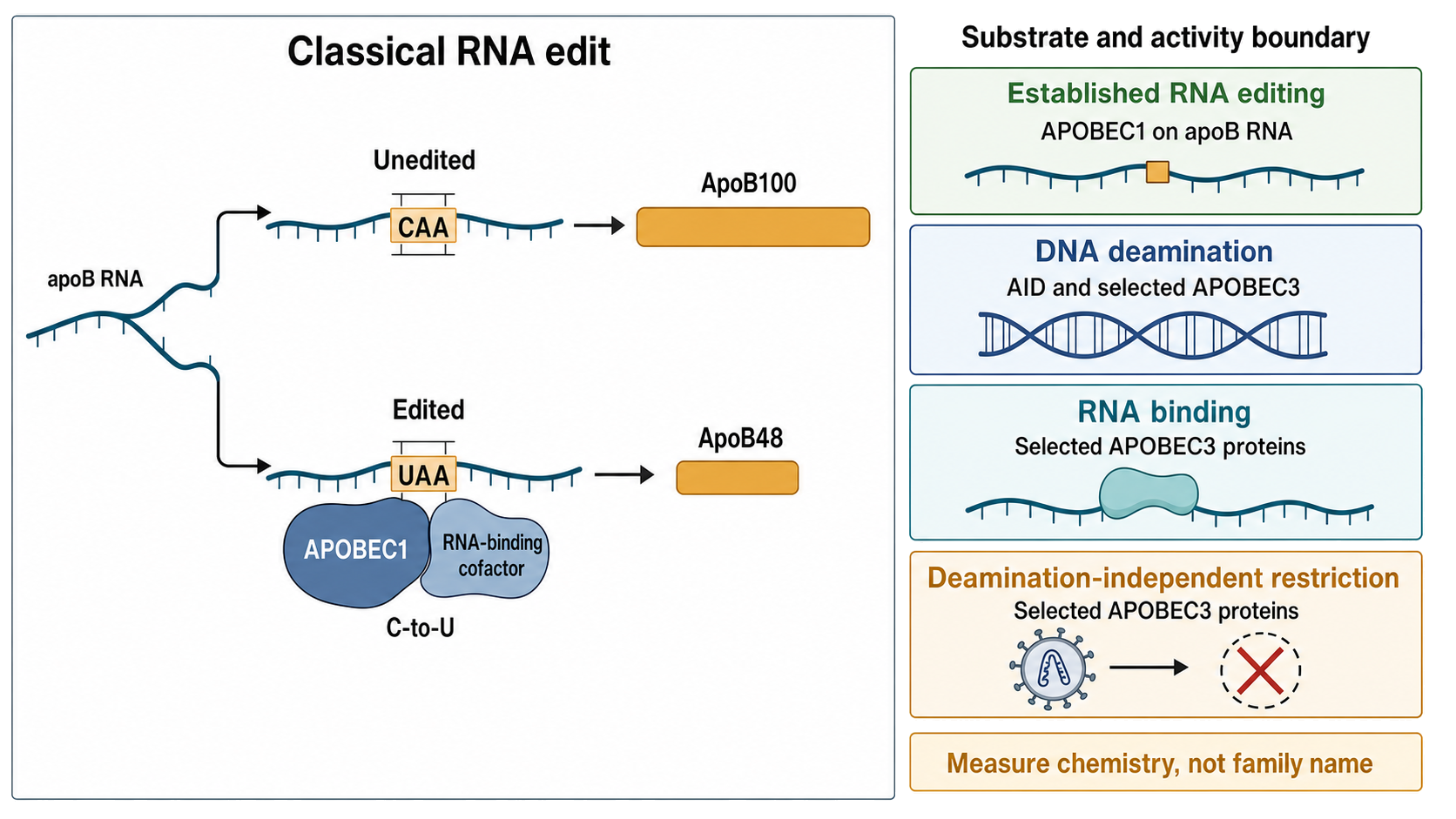 Figure 50.4. APOBEC1 RNA Editing and the AID/APOBEC Substrate Boundary