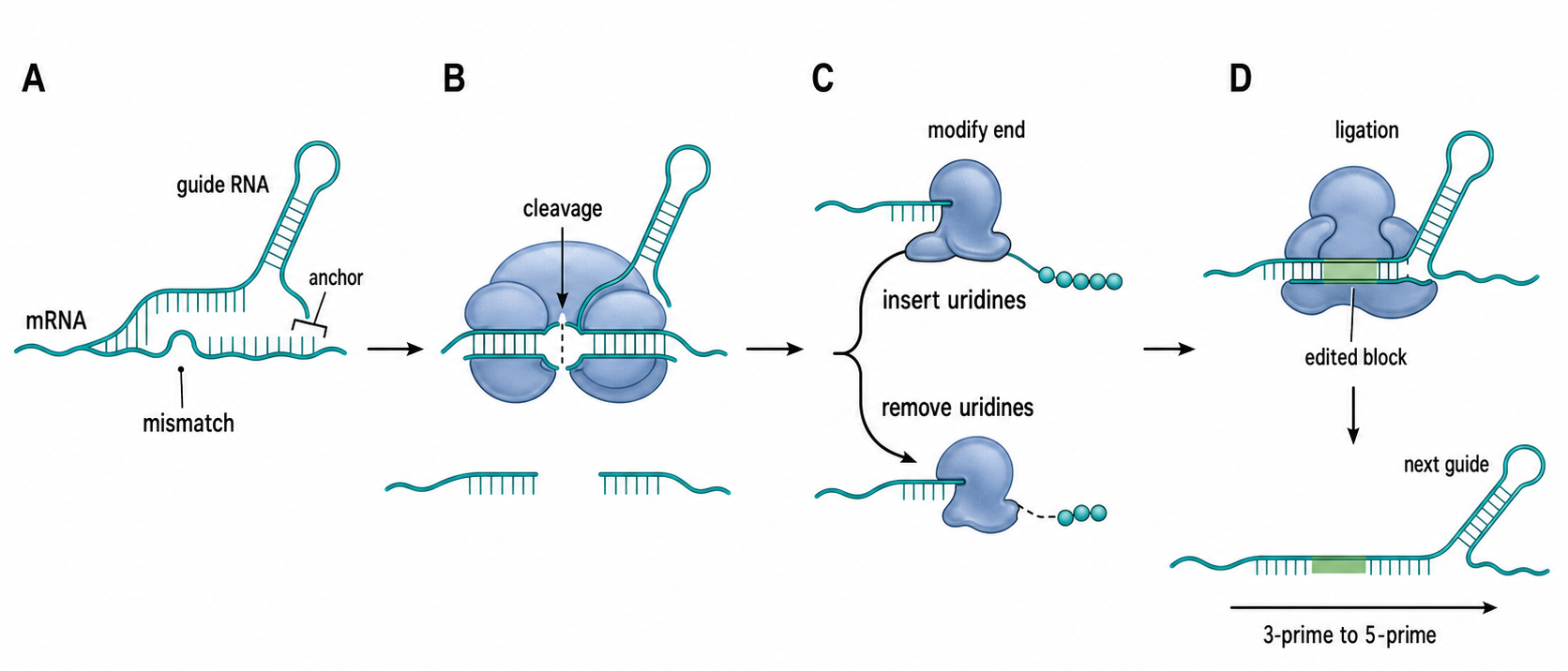 Figure 51.1. Kinetoplastid Guide RNA-Directed U-Indel Editing Cycle