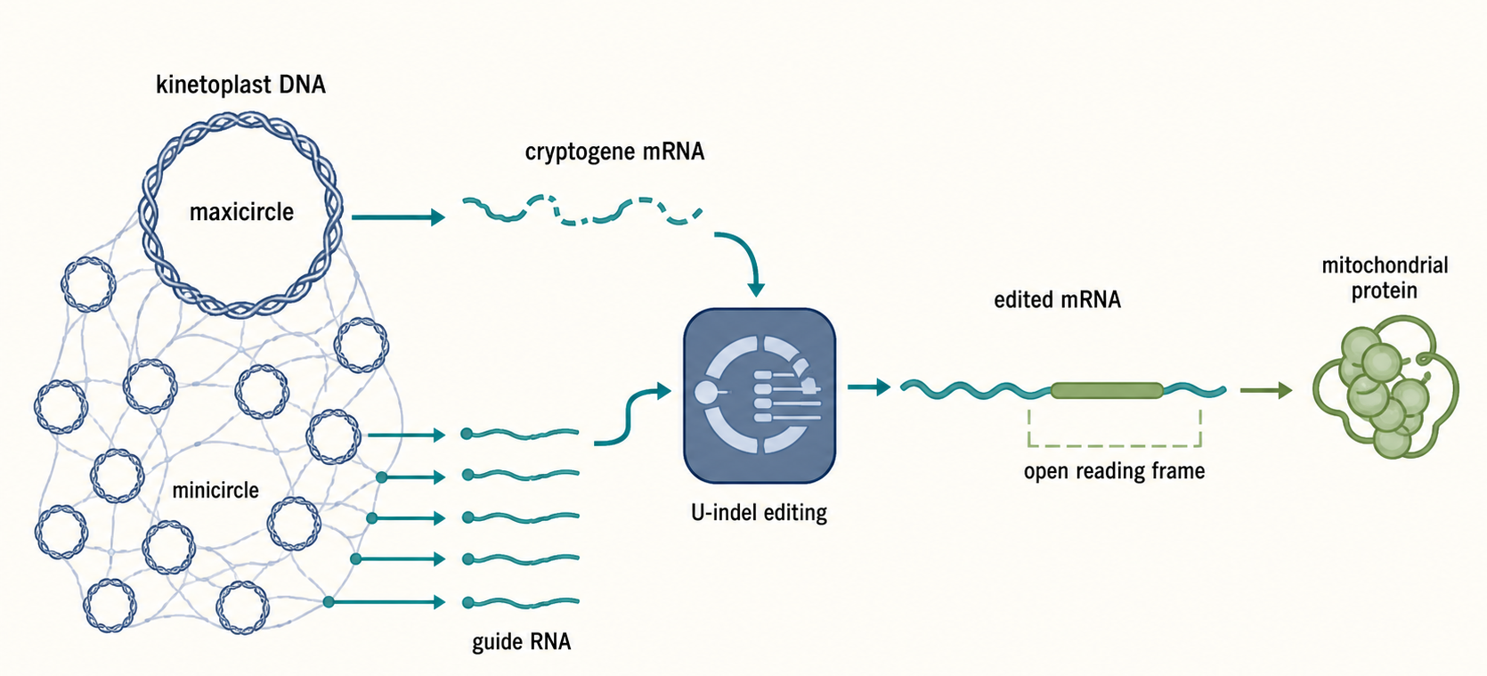 Figure 51.2. Kinetoplast DNA as a Split Information System