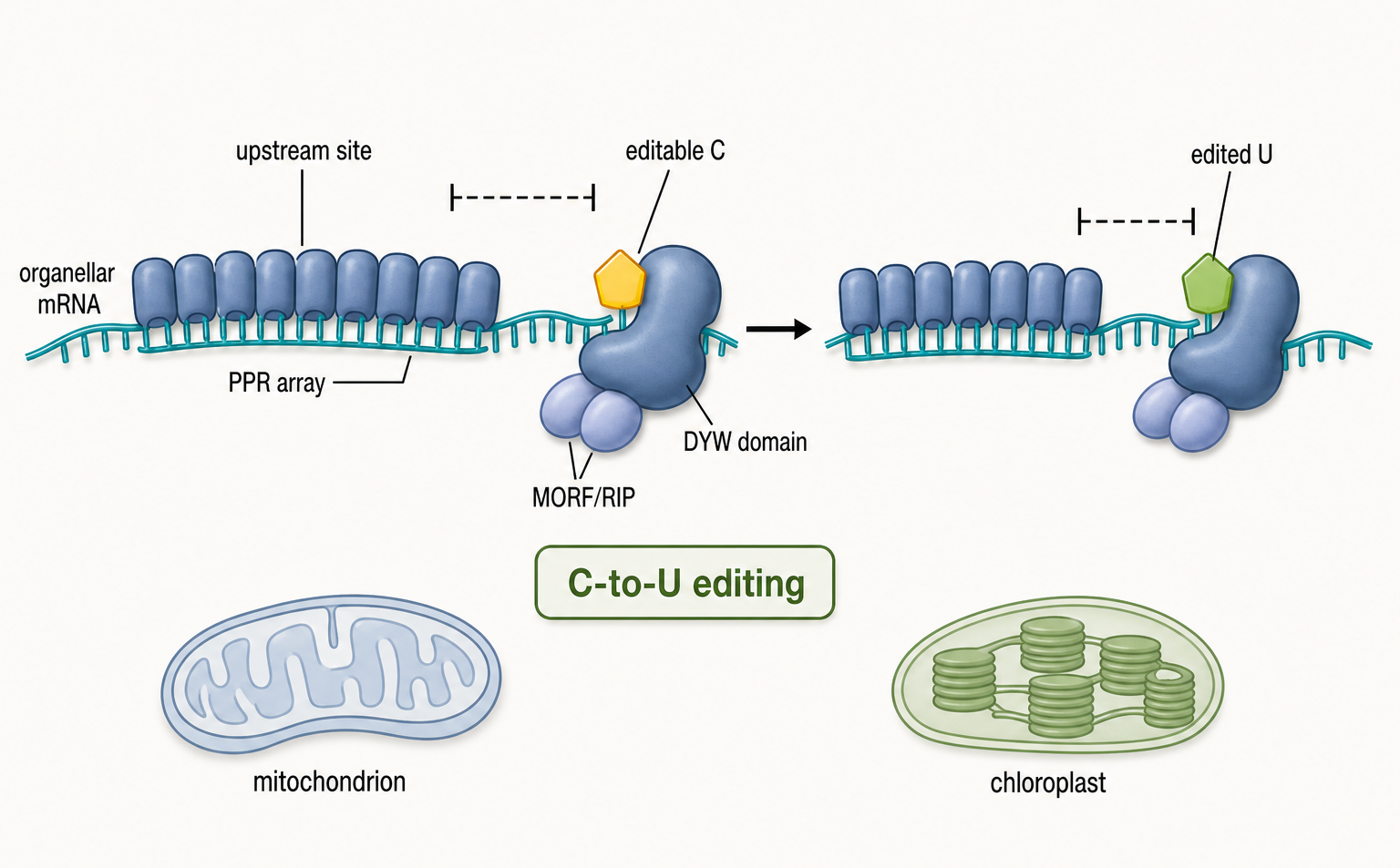 Figure 51.3. Plant Organellar C-to-U Editing by PPR/DYW Factors