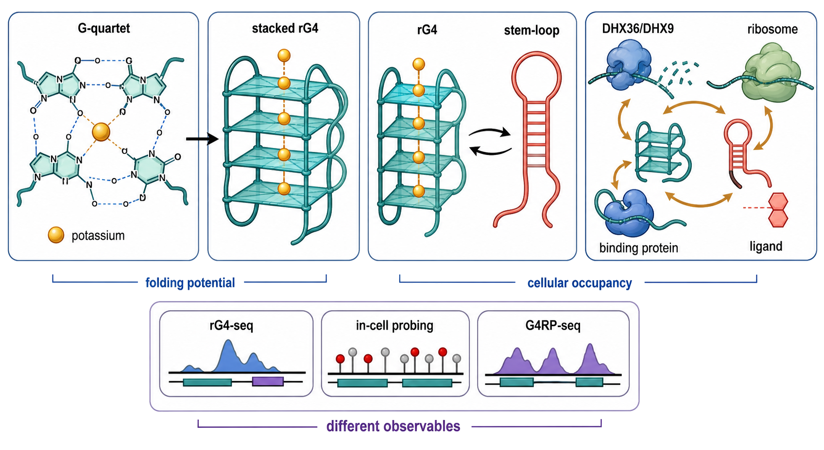Figure 53.6. RNA G-Quadruplex Potential, Occupancy, and Remodeling