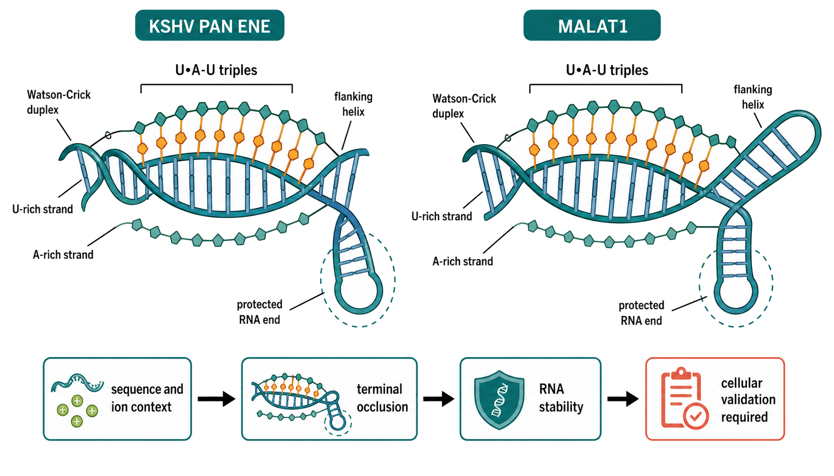 Figure 53.7. How ENE and MALAT1 RNA Triple Helices Protect RNA Ends
