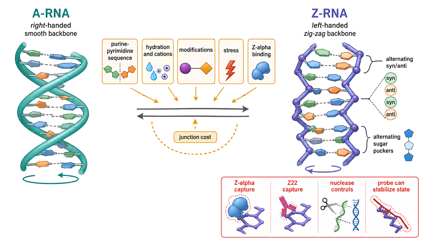 Figure 53.8. The Conditional A-RNA-to-Z-RNA Transition
