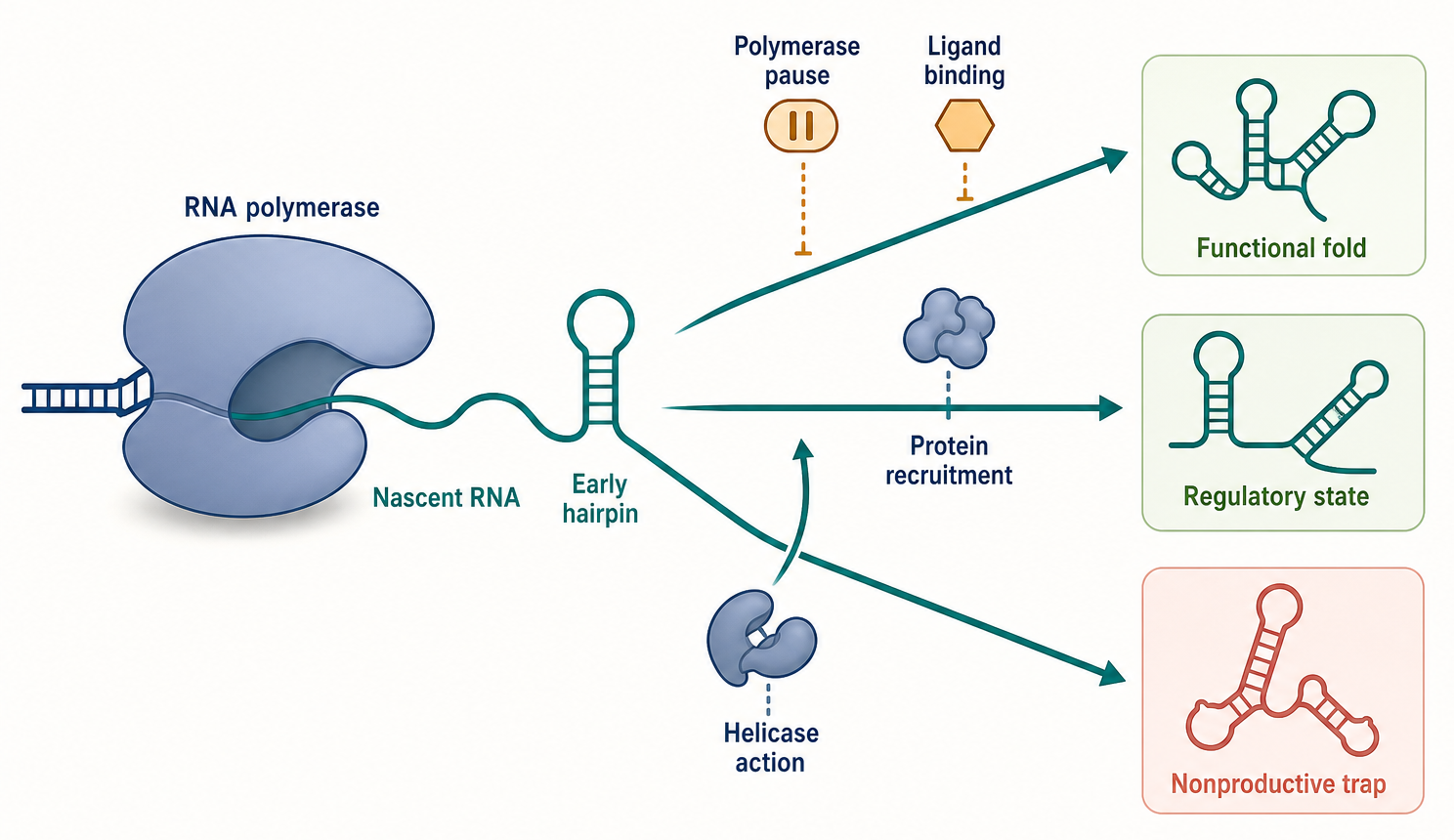 Figure 54.2. Cotranscriptional Kinetic Partitioning