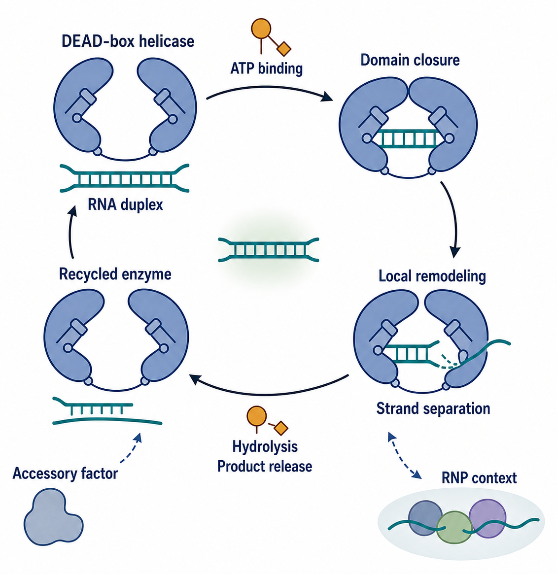 Figure 54.3. Local DEAD-Box Helicase Remodeling Cycle