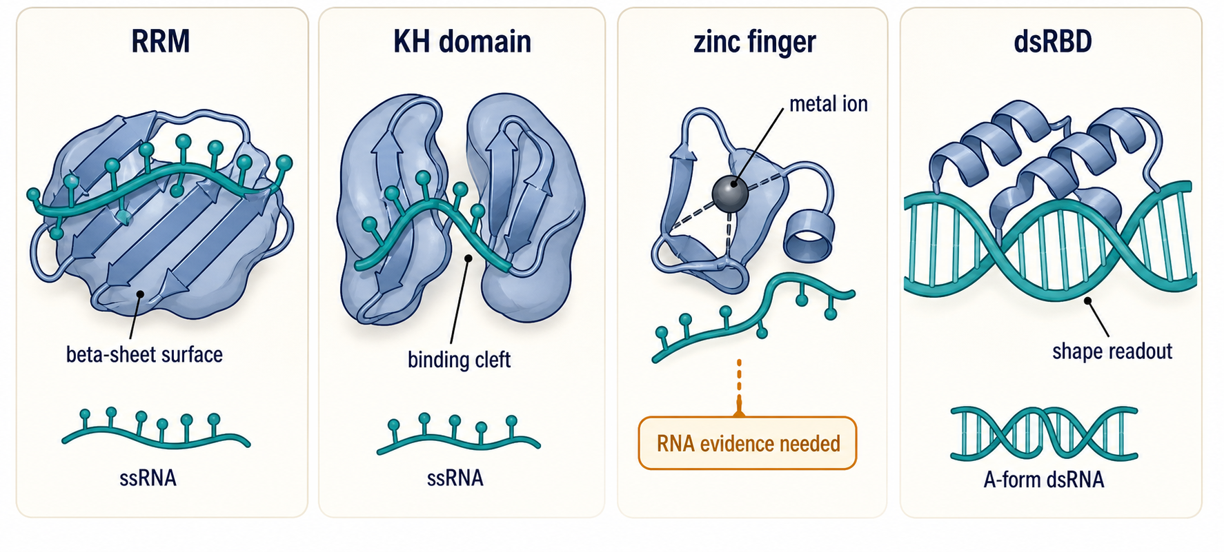 Figure 56.1. Domain Architectures for RNA Recognition