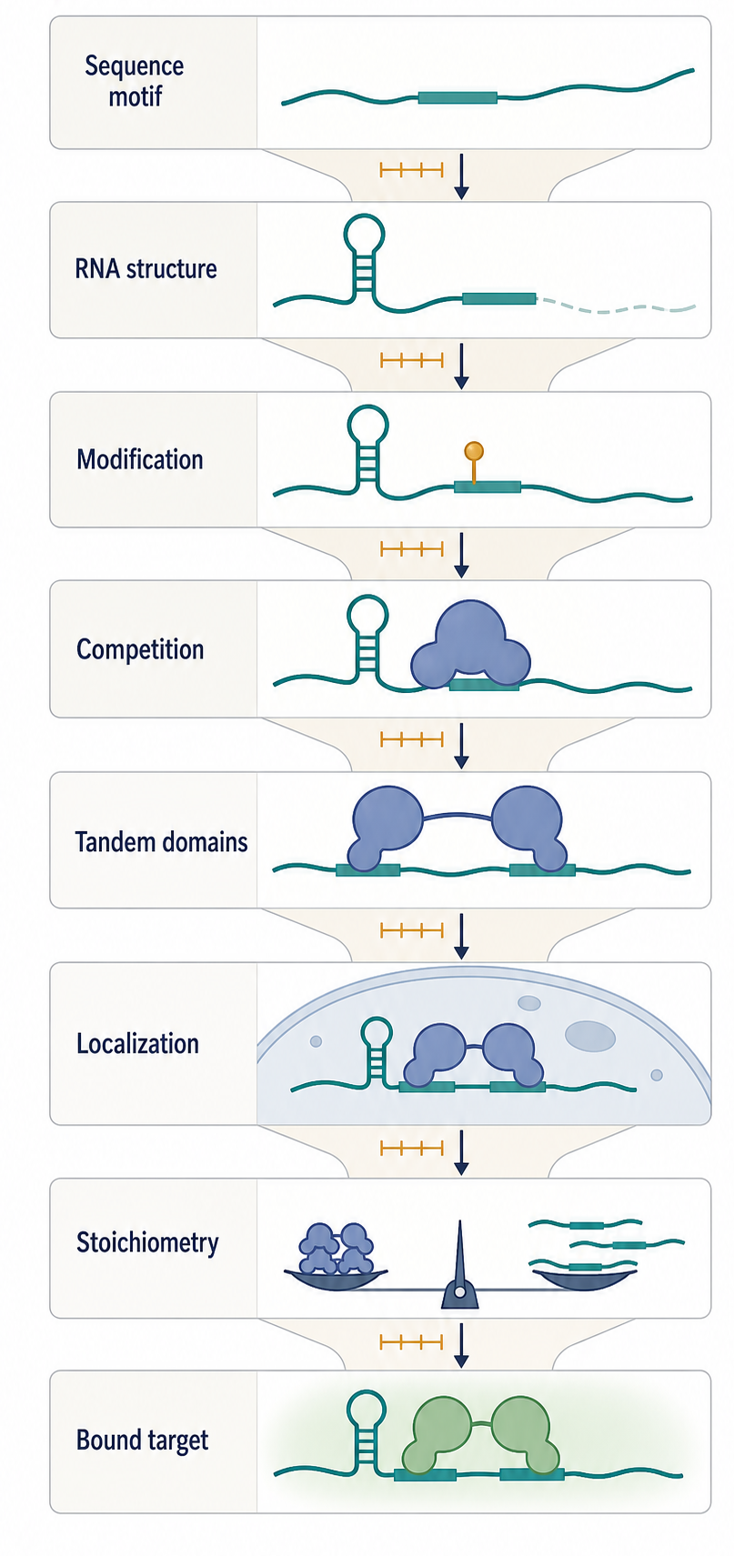 Figure 56.2. Layered Specificity of an RBP Binding Site