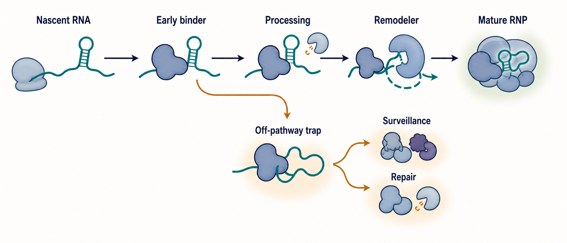 Figure 56.3. Ordered RNP Assembly and Off-Pathway Branches