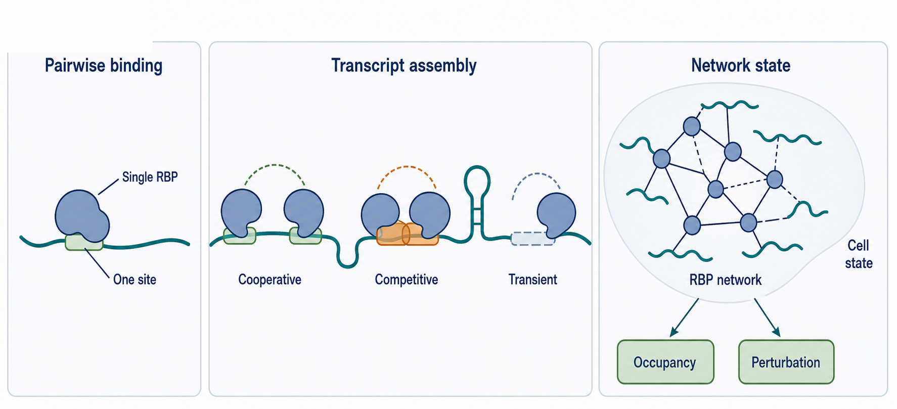 Figure 56.4. From Pairwise Binding to RBP Networks