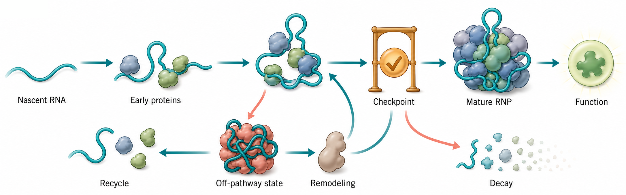 Figure 57.1. Assembly Pathway and Checkpoint Logic of a Large RNP Machine