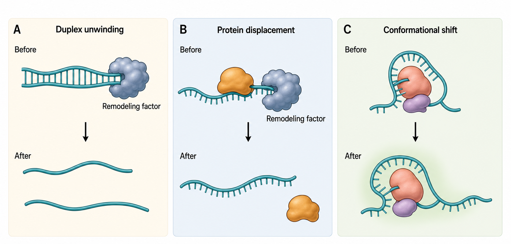 Figure 57.2. Three Modes of RNP Remodeling