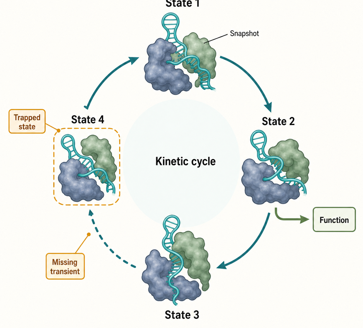 Figure 57.3. Structural Snapshots on a Dynamic Cycle