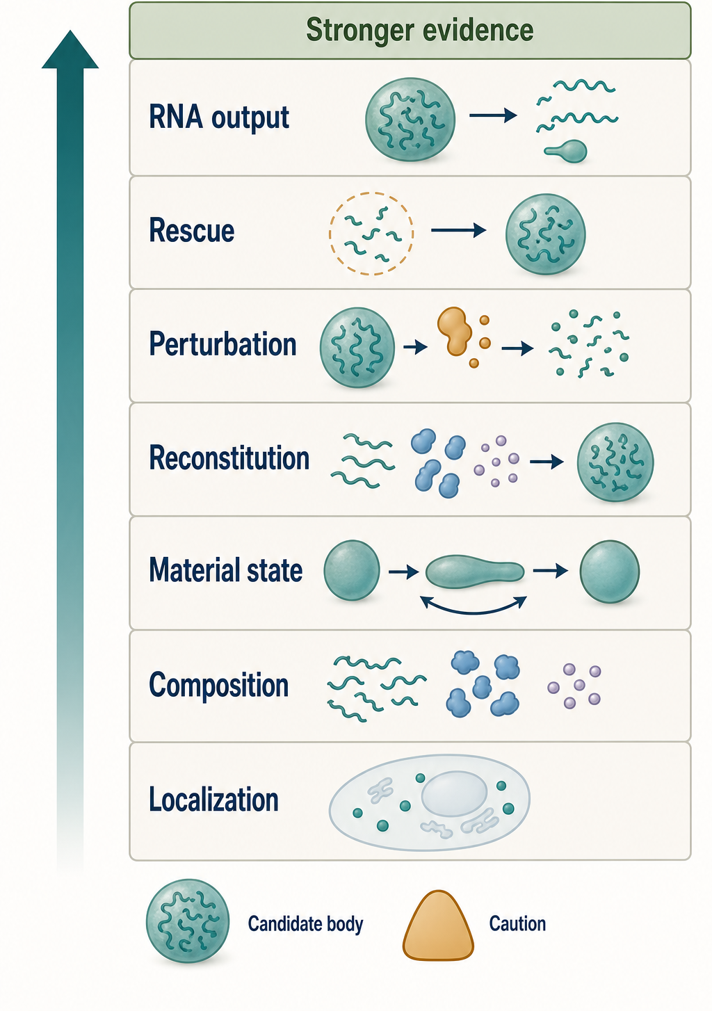 Figure 58.1. Evidence Ladder for RNA Condensate Claims