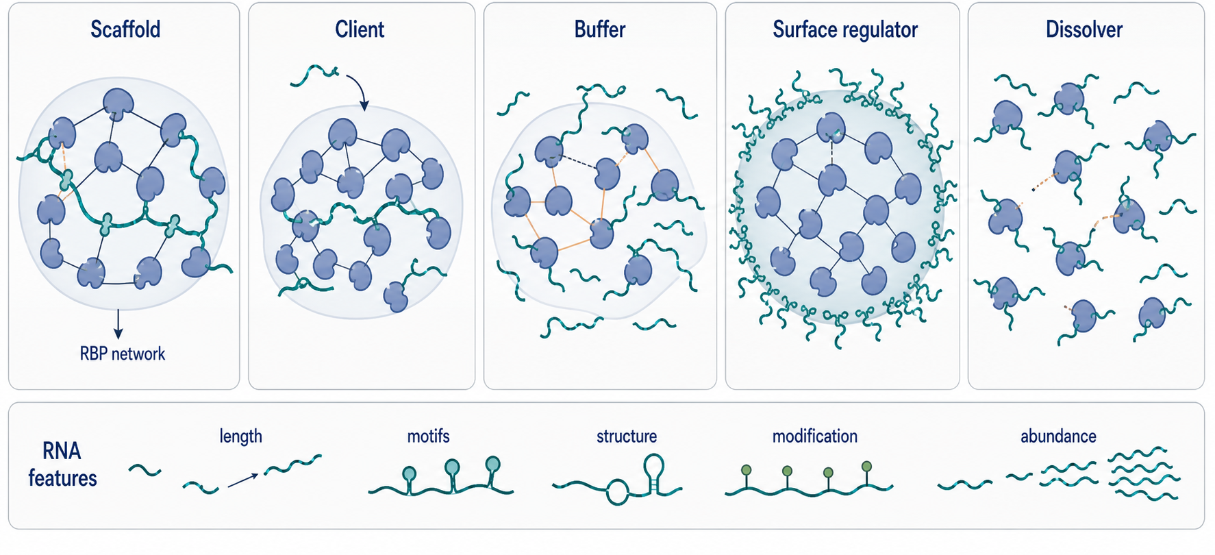 Figure 58.2. Concentration-Dependent Physical Roles of RNA