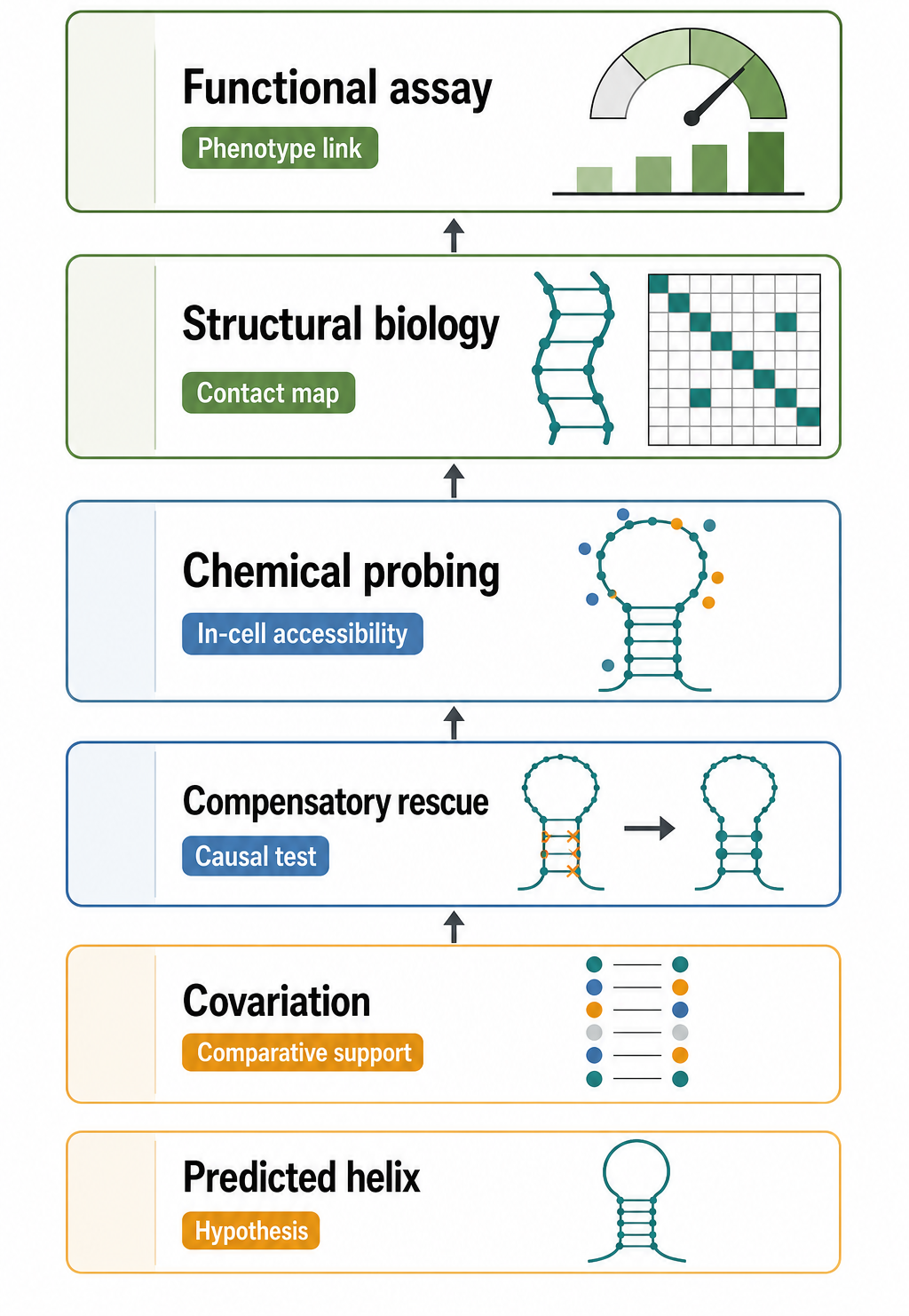 Figure 62.2. Evidence Ladder for a Conserved RNA Helix