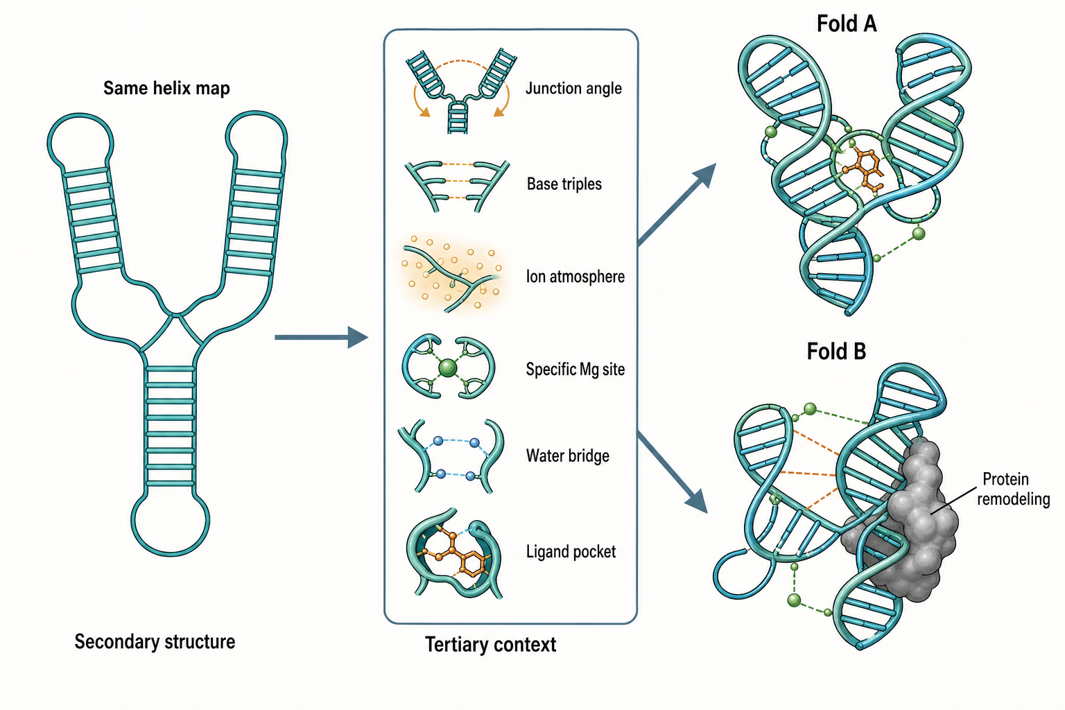 Figure 64.2. Why RNA Tertiary Modeling Is Not Just Secondary Structure in 3D