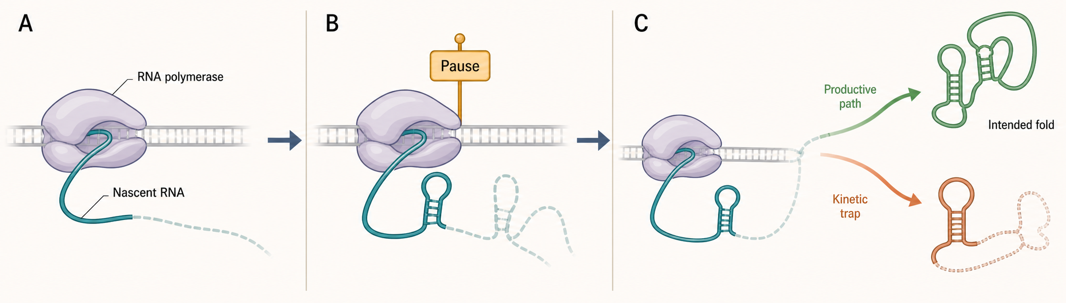 Figure 65.3. Cotranscriptional Folding and Kinetic Traps