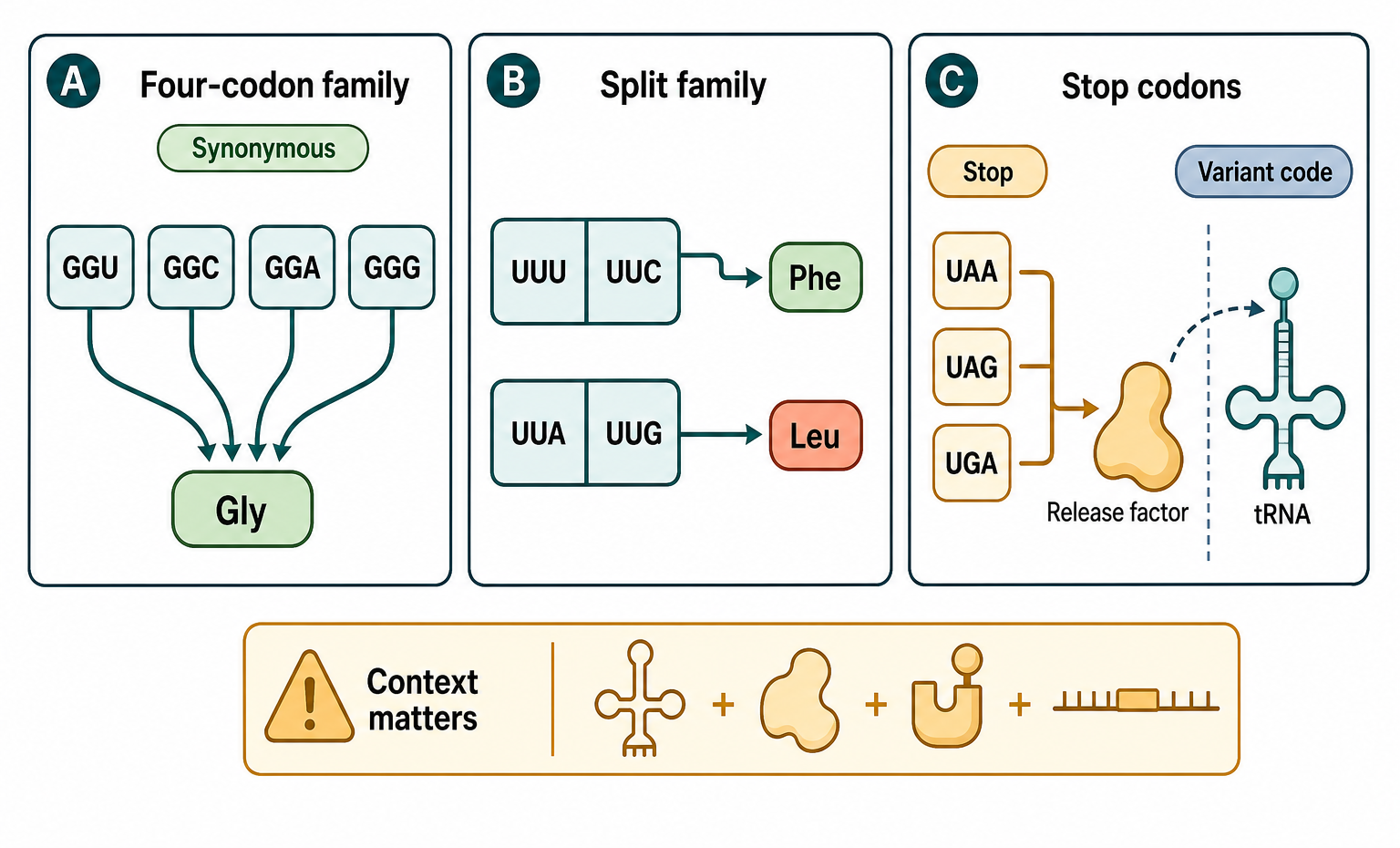 Figure 66.1. Genetic-Code Degeneracy and Split Codon Families