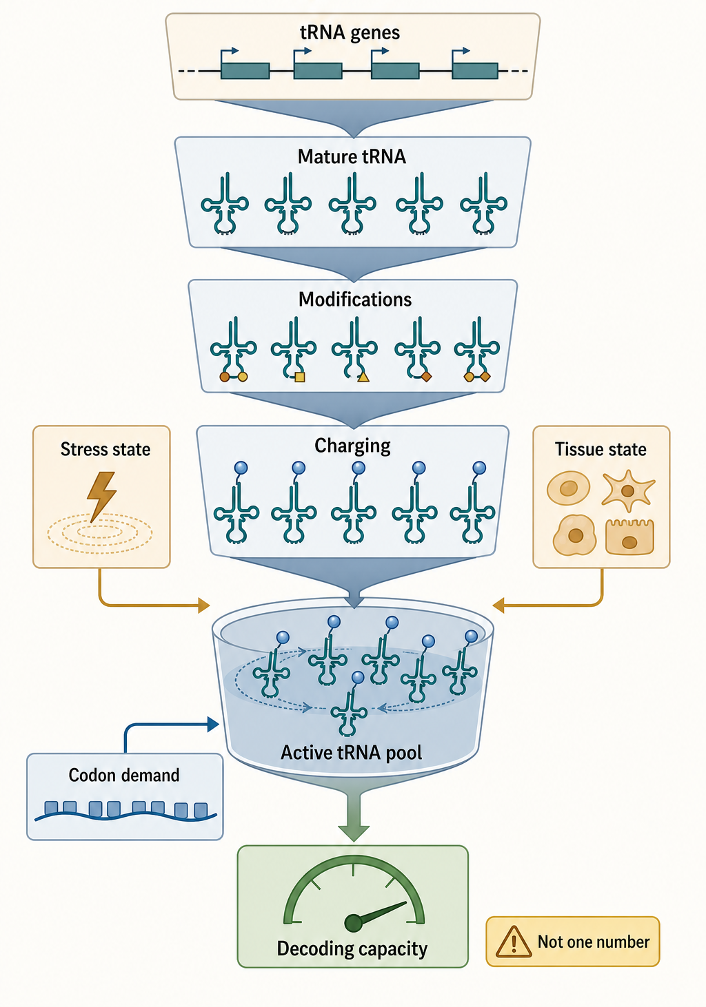 Figure 66.3. Layers of the tRNA Pool