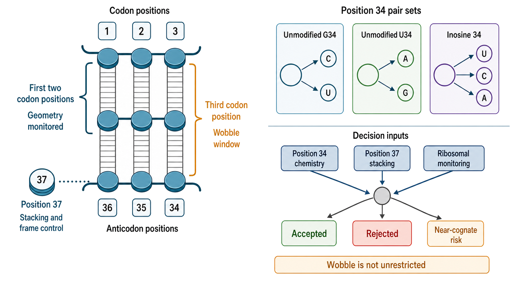 Figure 66.5. Wobble Decoding as a Chemically Constrained Decision Surface