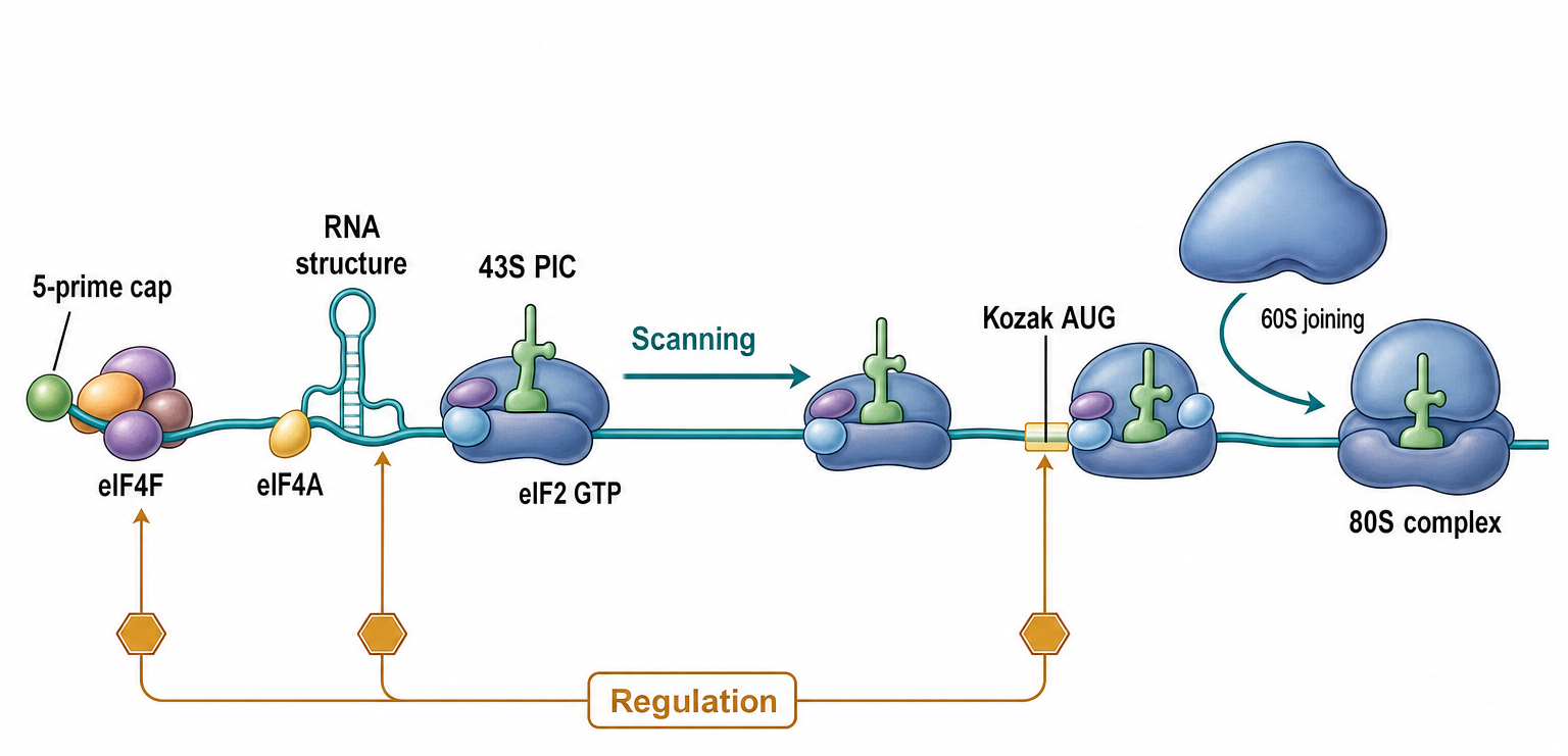 Figure 67.2. Eukaryotic Cap-Dependent Scanning