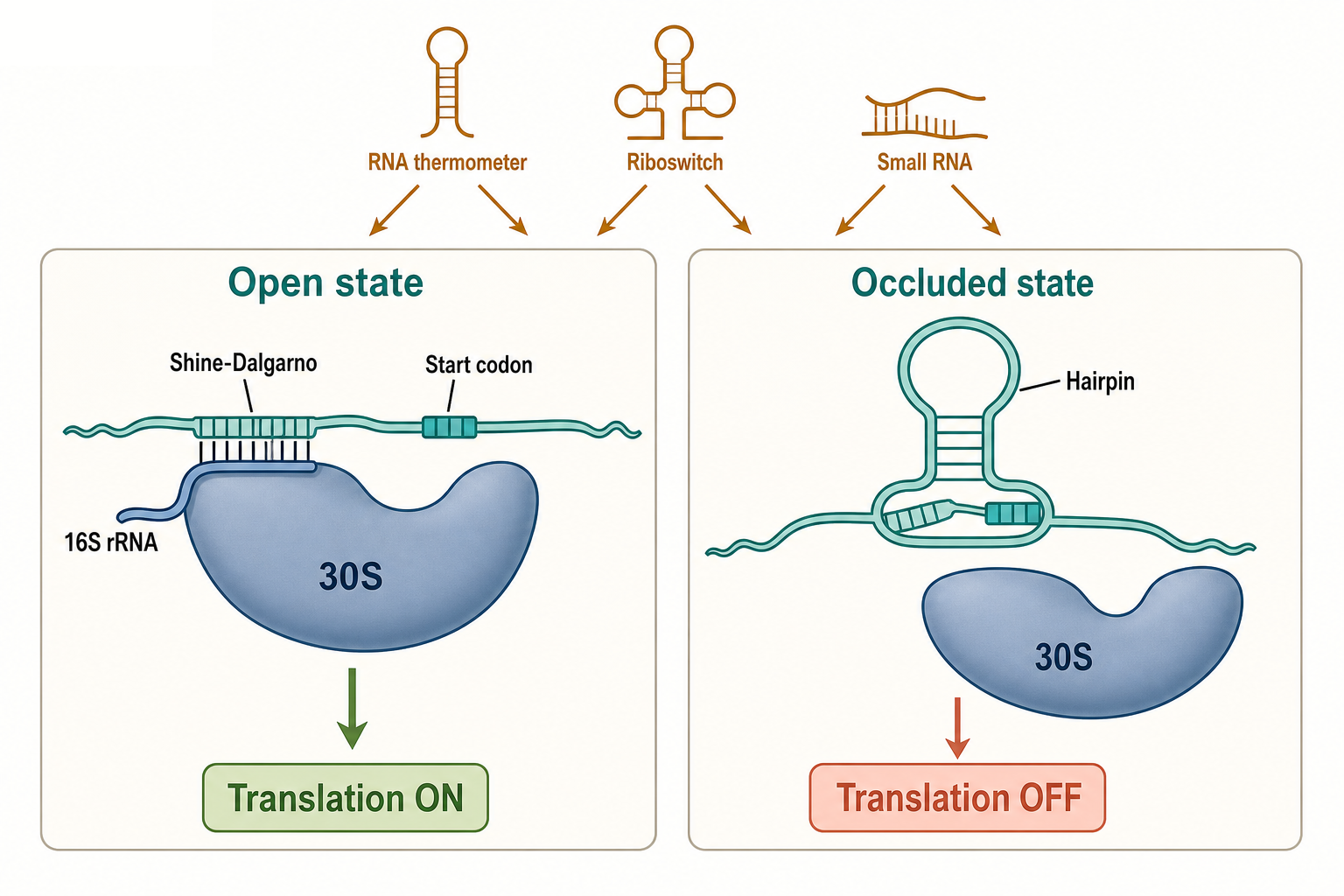Figure 67.3. Bacterial Start-Region Accessibility