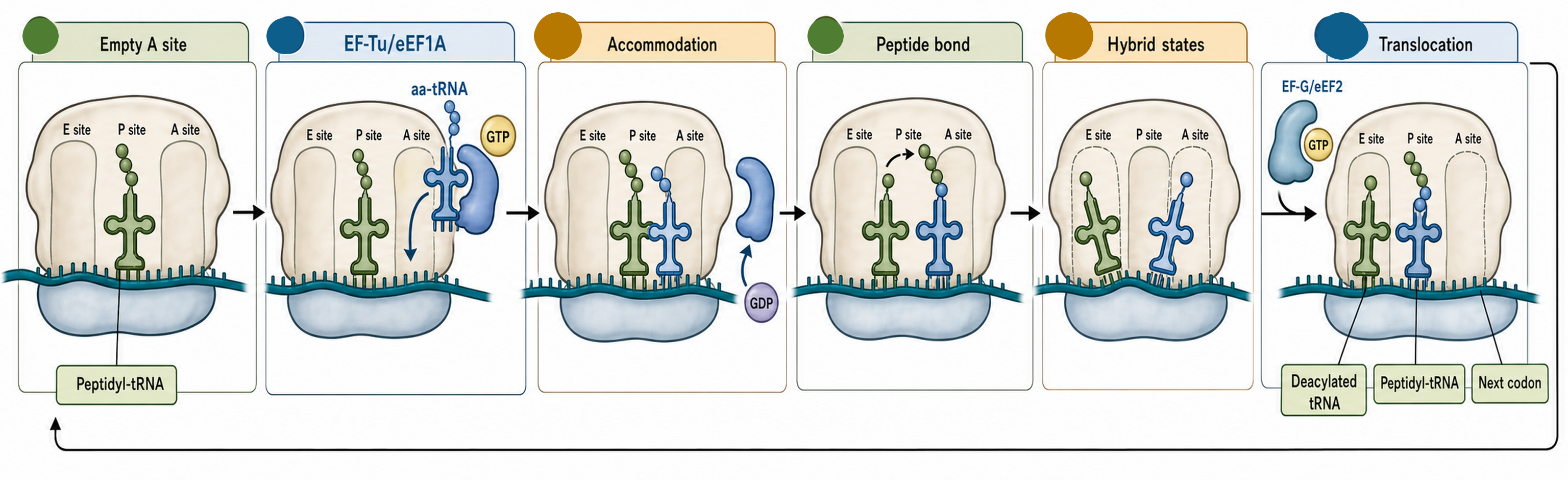 Figure 68.1. The Elongation Cycle as a Ribosomal State Machine