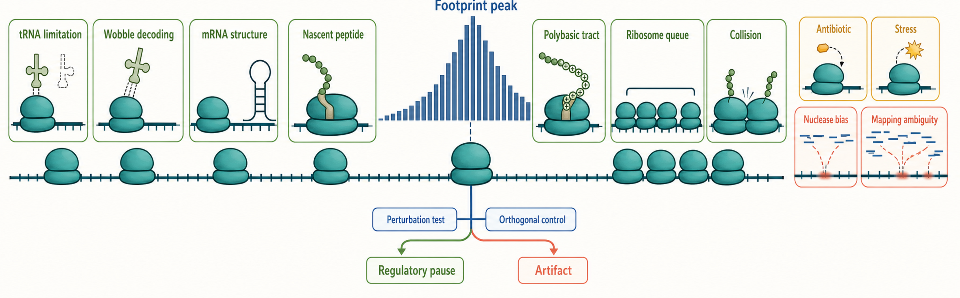 Figure 68.3. Mechanisms That Produce Ribosome Pauses