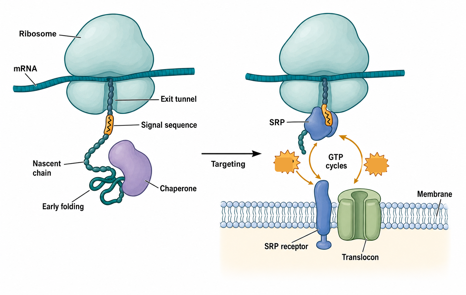 Figure 68.4. Cotranslational Folding and SRP Targeting