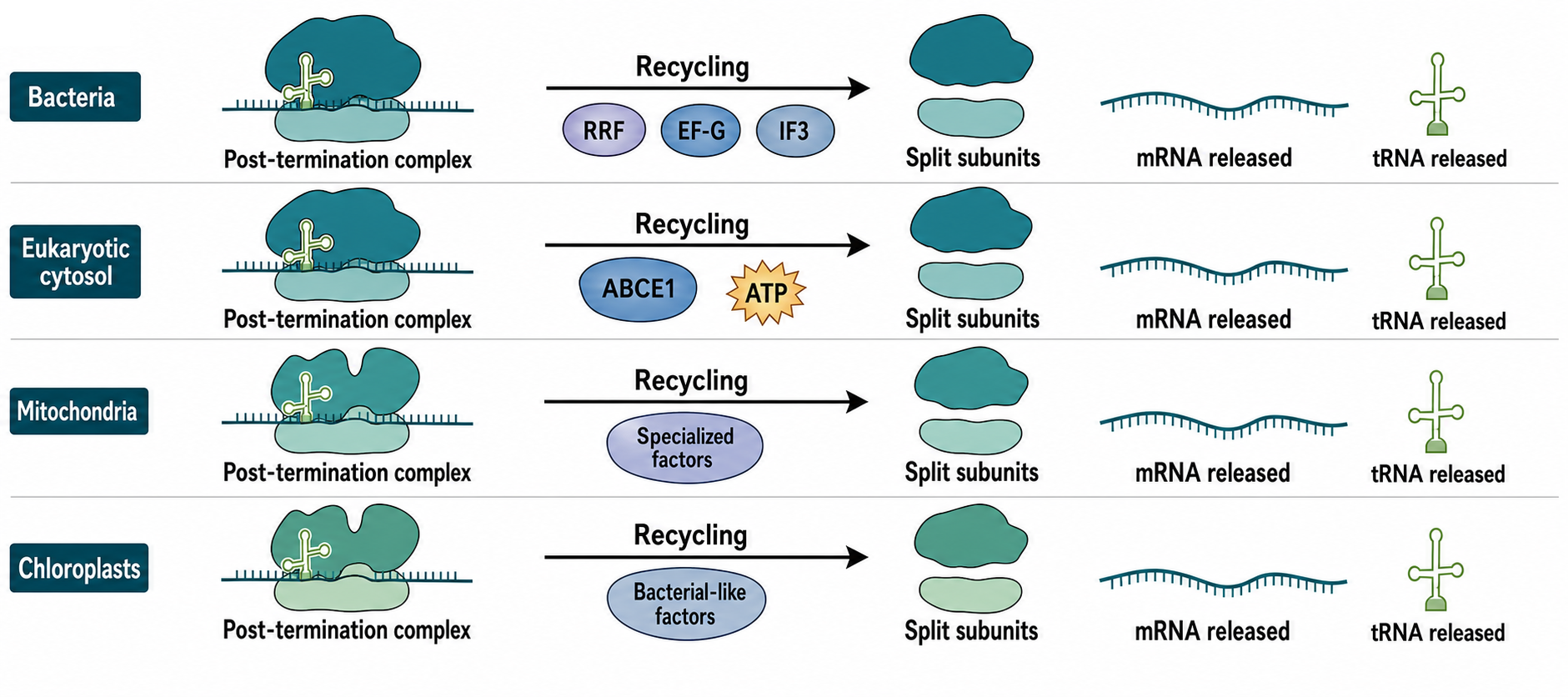 Figure 69.2. Ribosome Recycling Systems Across Compartments