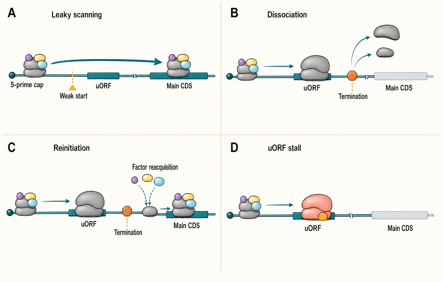 Figure 70.1. uORF Outcomes and Regulated Start-Site Choice
