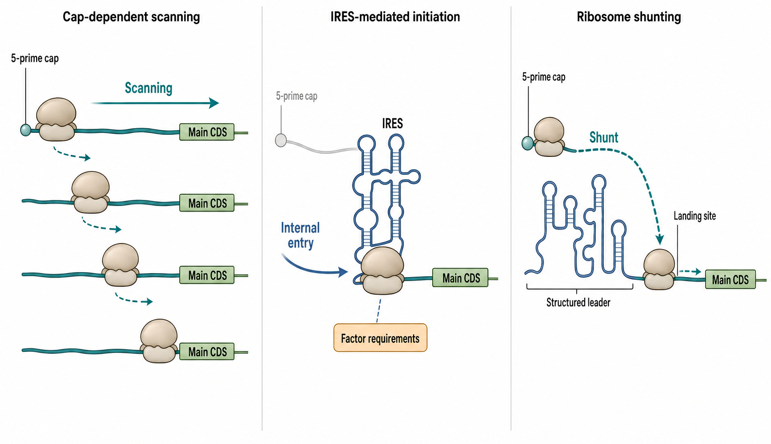 Figure 70.2. Cap-Dependent Scanning, IRES-Mediated Initiation, and Ribosome Shunting